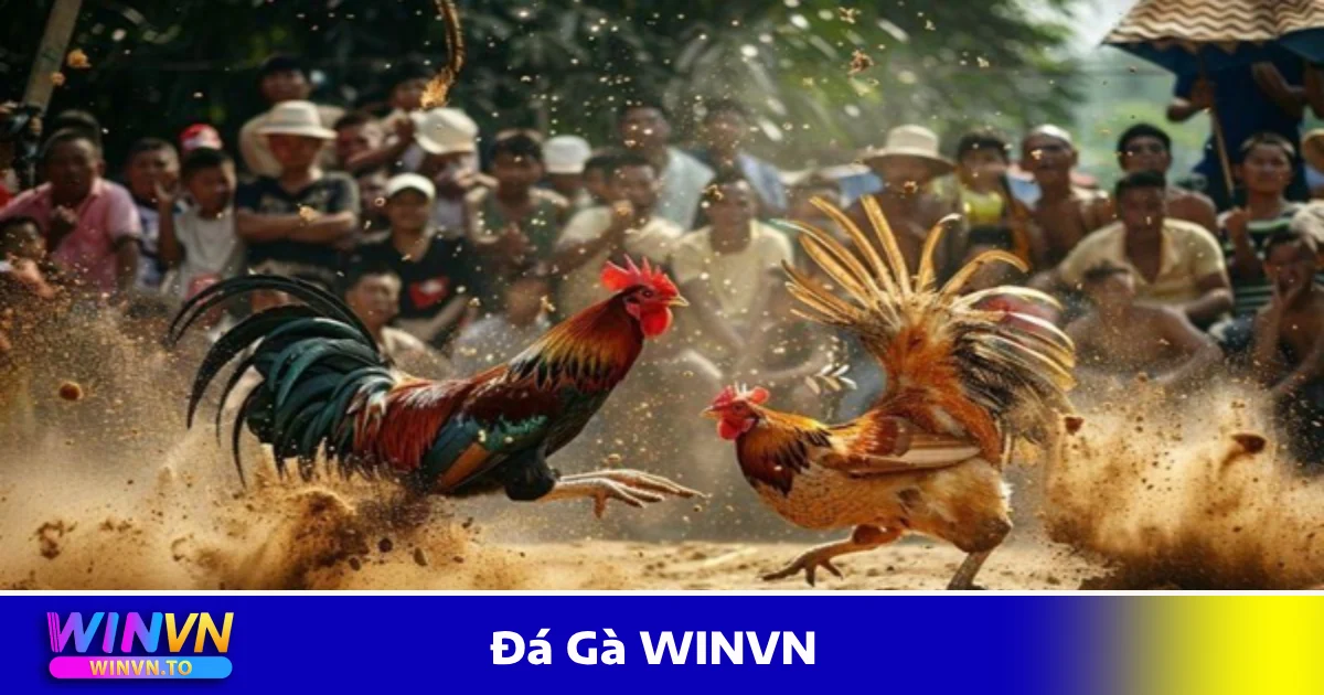 Hướng Dẫn Đặt Cược Đá Gà WINVN Để Tăng Tỷ Lệ Thắng